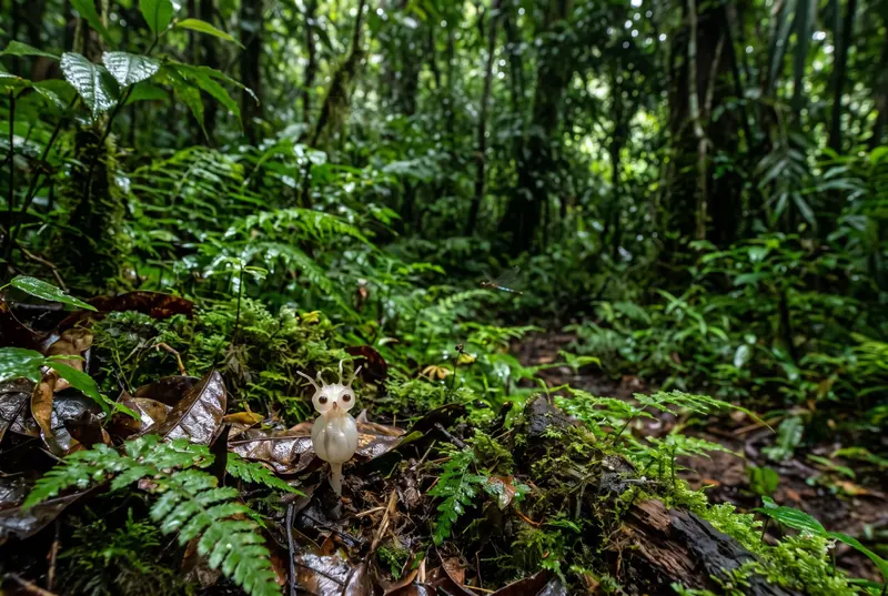 Seasonal emergence of rare owl-like plant attracts botanists and explorers in Tak